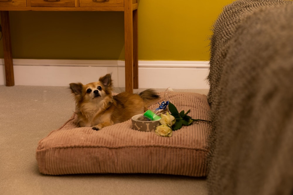 Luxury Double Room, Ensuite (Dogwood Bark ) photo 2