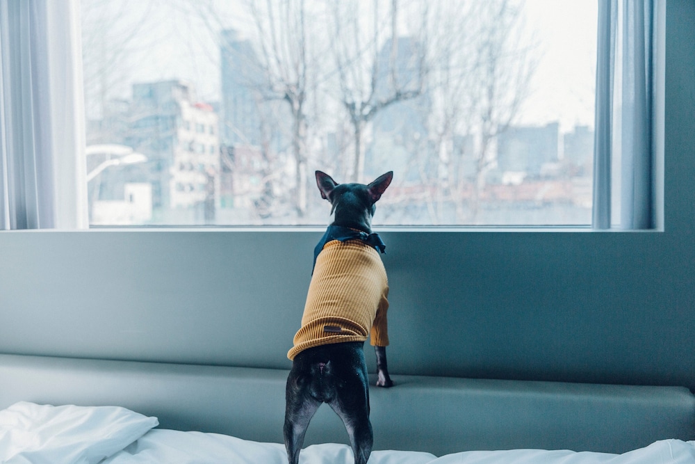 Bark (Stay with your dog only under 15kg) photo 3