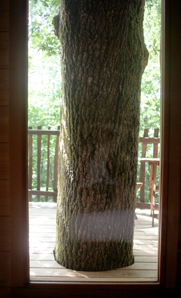 Tree House (Cabane Escalier) photo 3