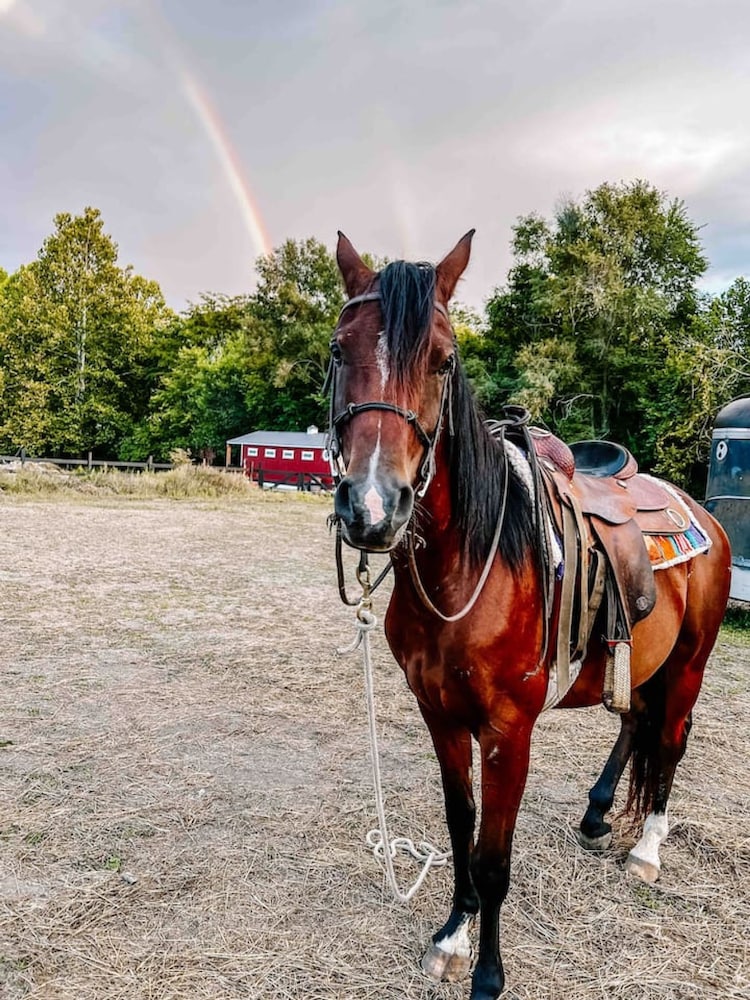 Ruby s Red Cabin Hot Tub Nature Horses Indy, Billede 10