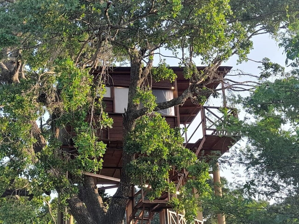 King Tree Nest photo 1