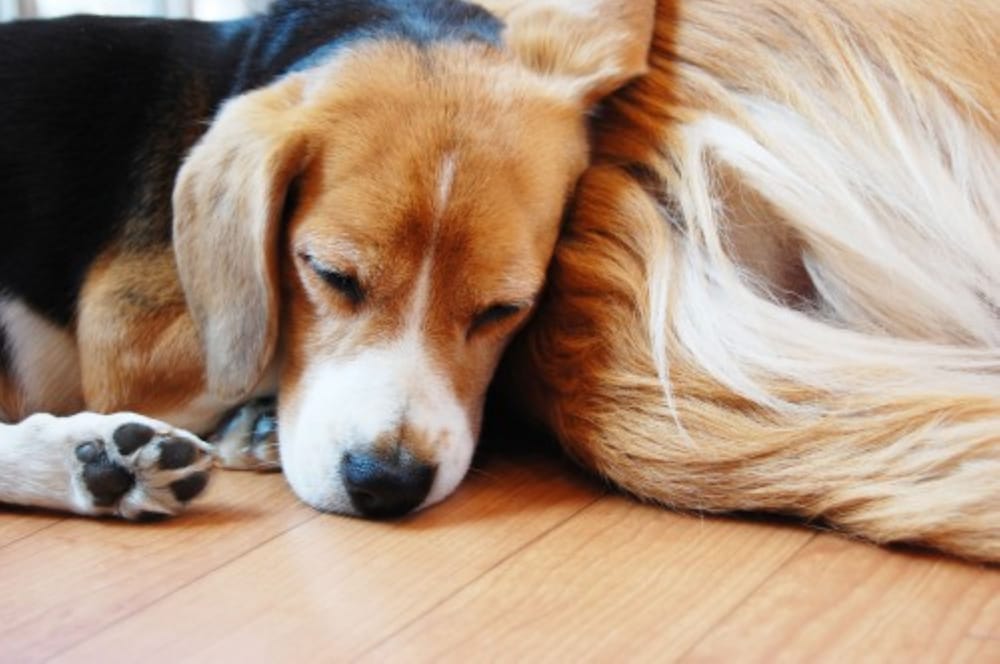Doggy (Pet Friendly) Breakfast Included, Non Smoking - Photo 9
