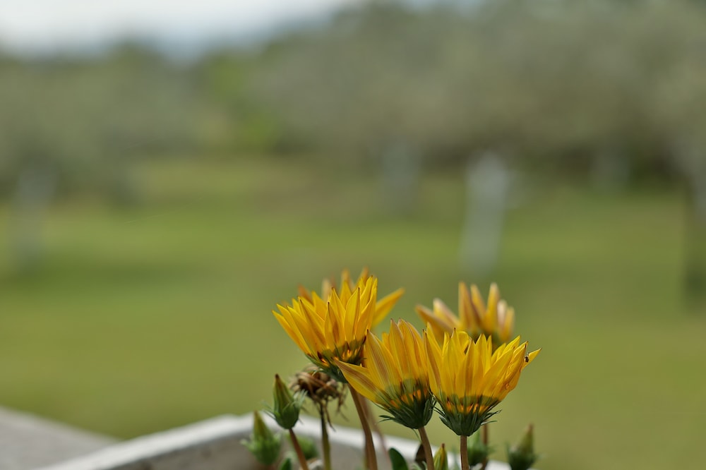 House, 2 Bedrooms, Accessible, Balcony photo 3