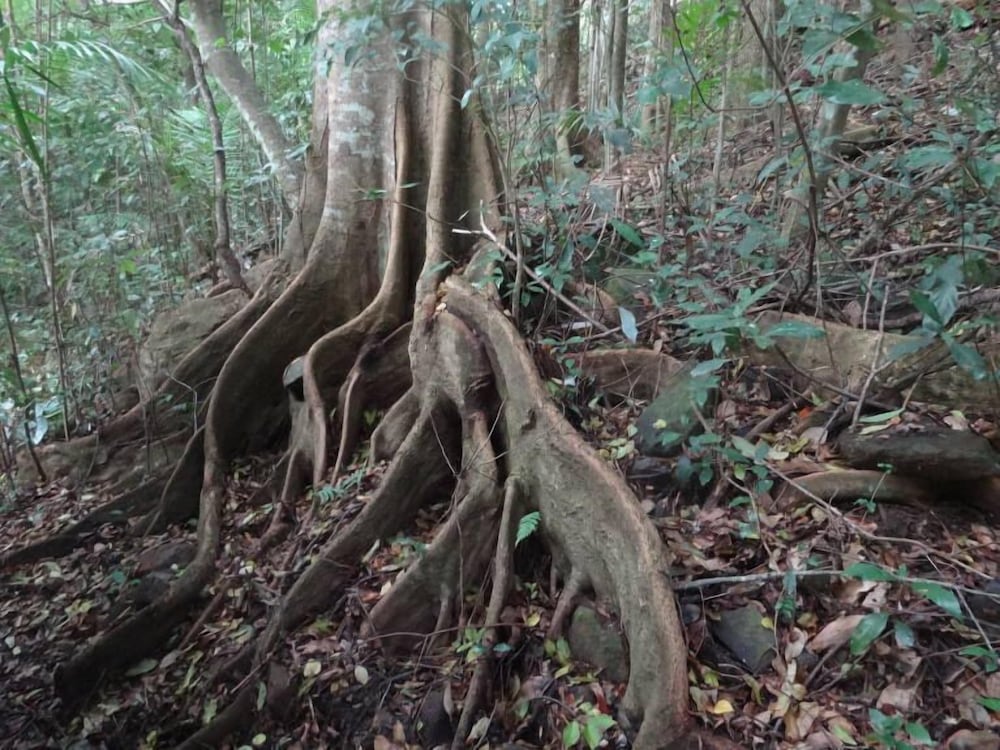 The Pole Place: Surrounded By Rainforest photo 1
