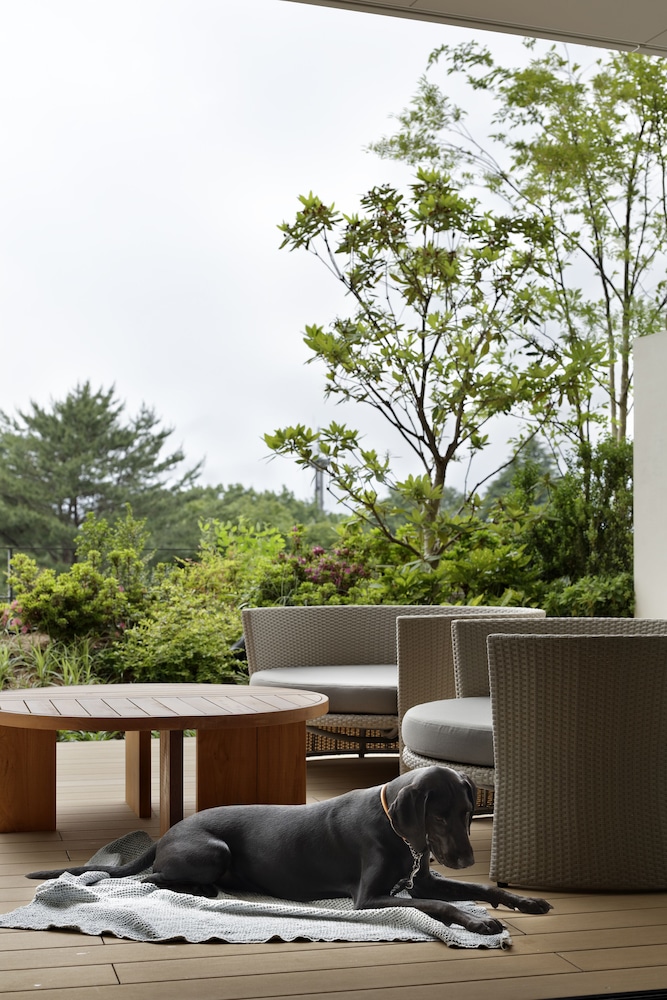 Dog-Friendly Spa Suite - Photo 4