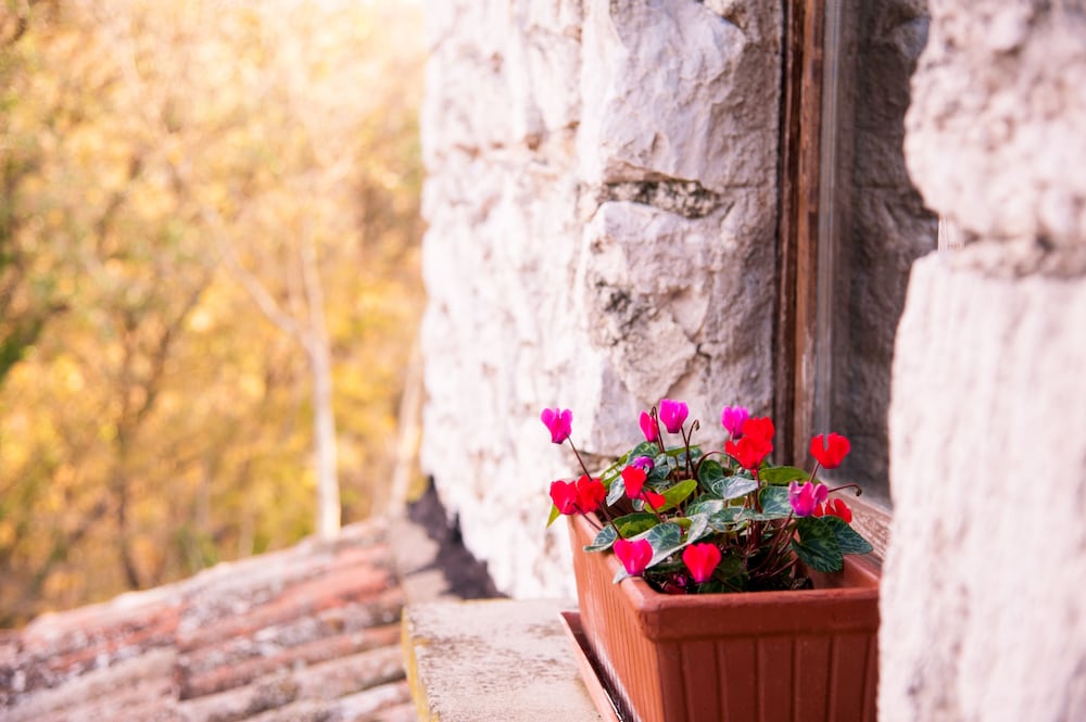 Junior Suite, Park View (Ginestra) photo 3