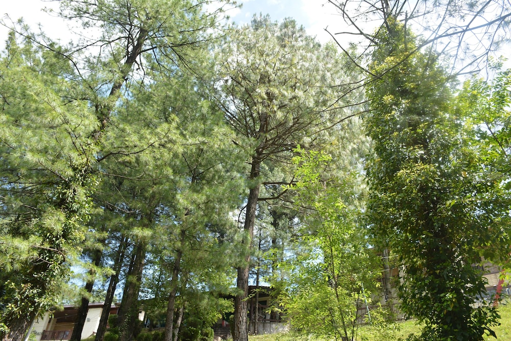 Executive Cottage, 2 Bedrooms, Smoking, Hill View photo 2