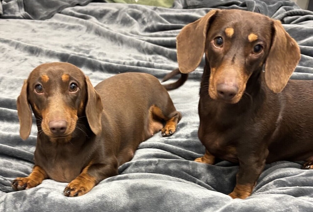 Pet friendly room photo 1