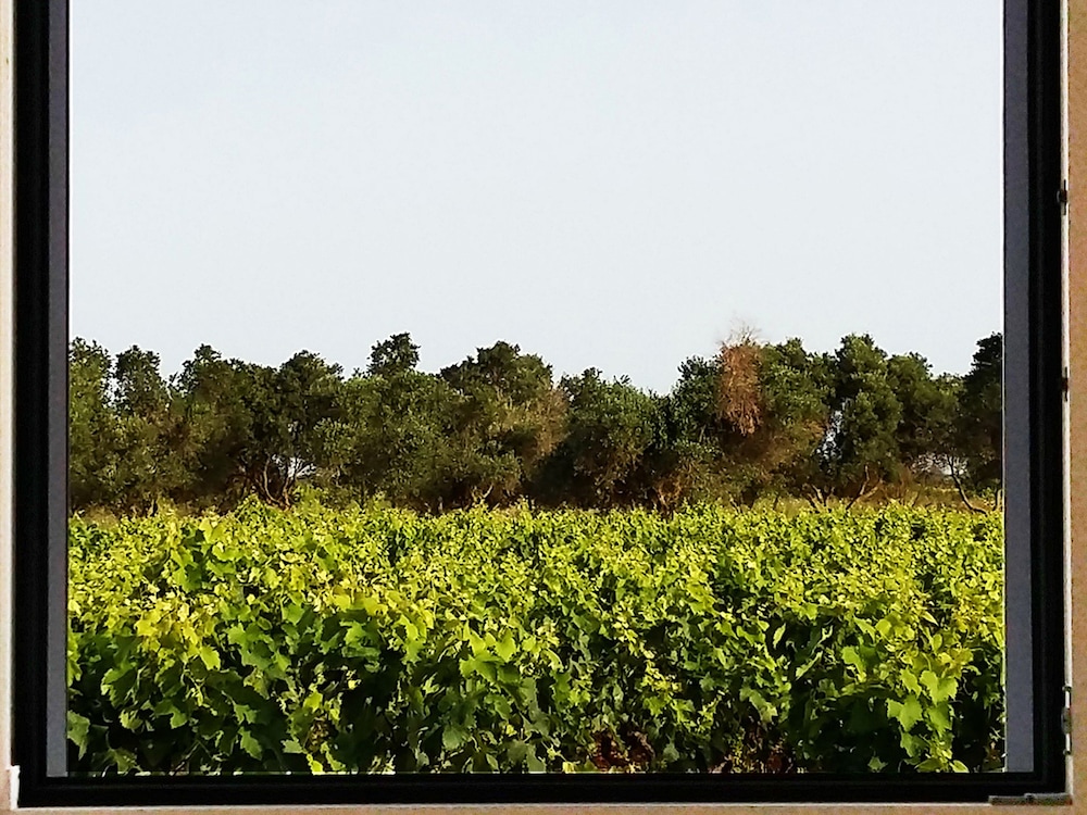 Casale alle Vigne, 사진 10