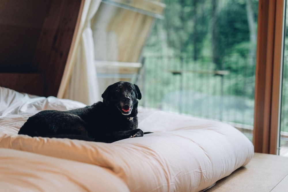 Simple Room [Dog-Friendly] photo 1