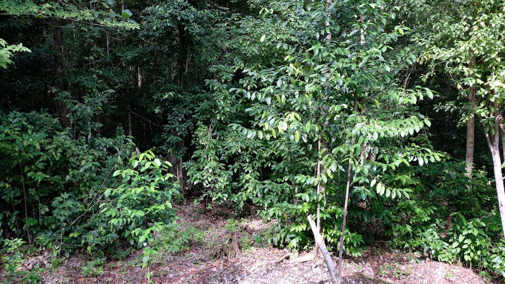 Jungle View Double Villa photo 2