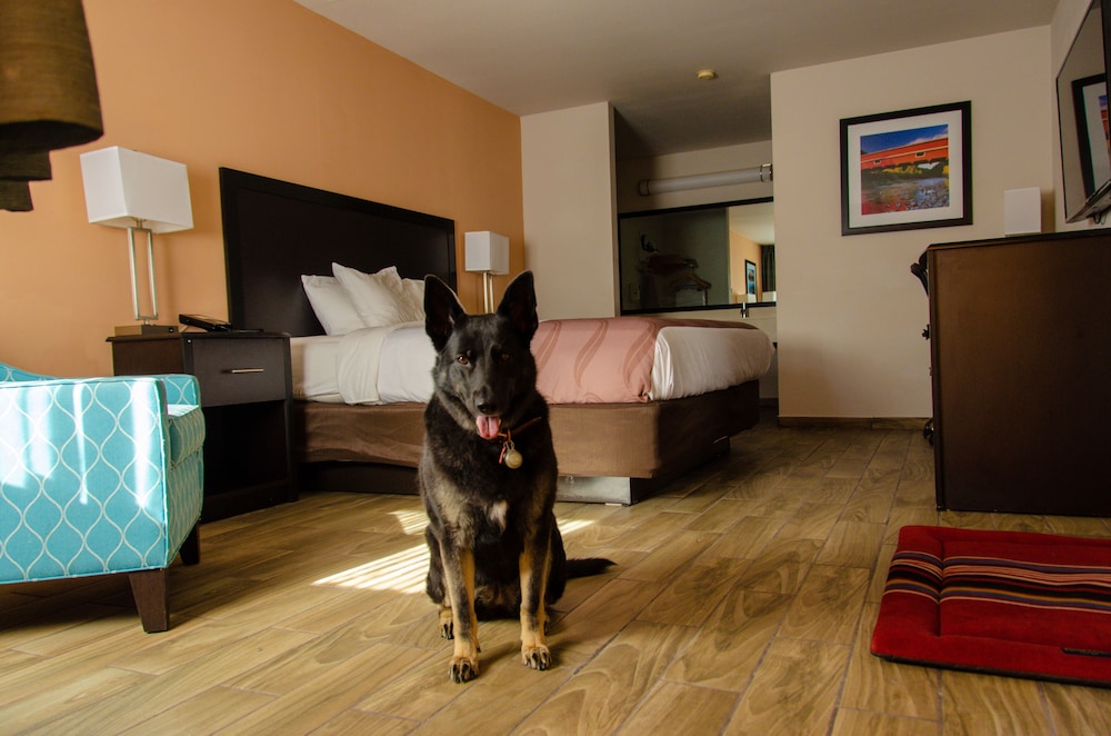 Pet Friendly Cottage King photo 1
