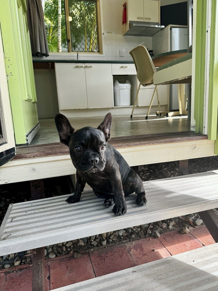 Dog friendly cabin photo 3