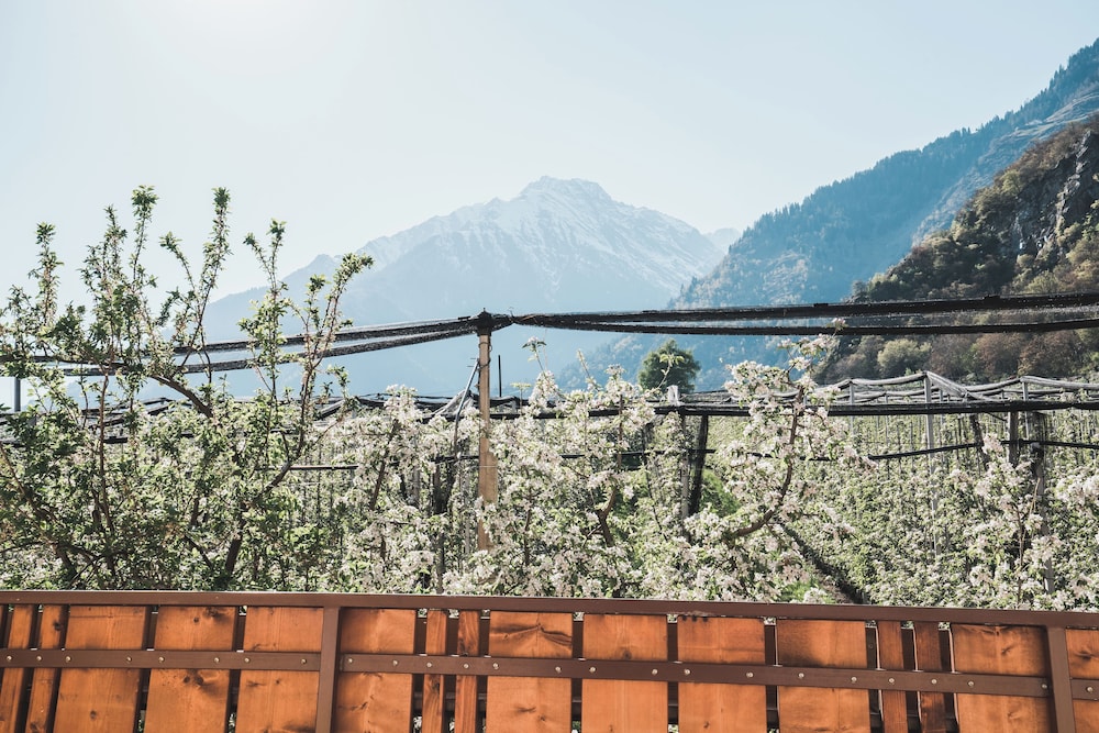 Basic Double Room, Balcony, Mountain View photo 3