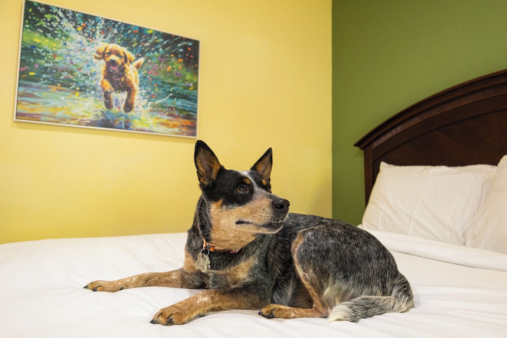 Room, 1 King Bed with Sofa bed, Pets Allowed