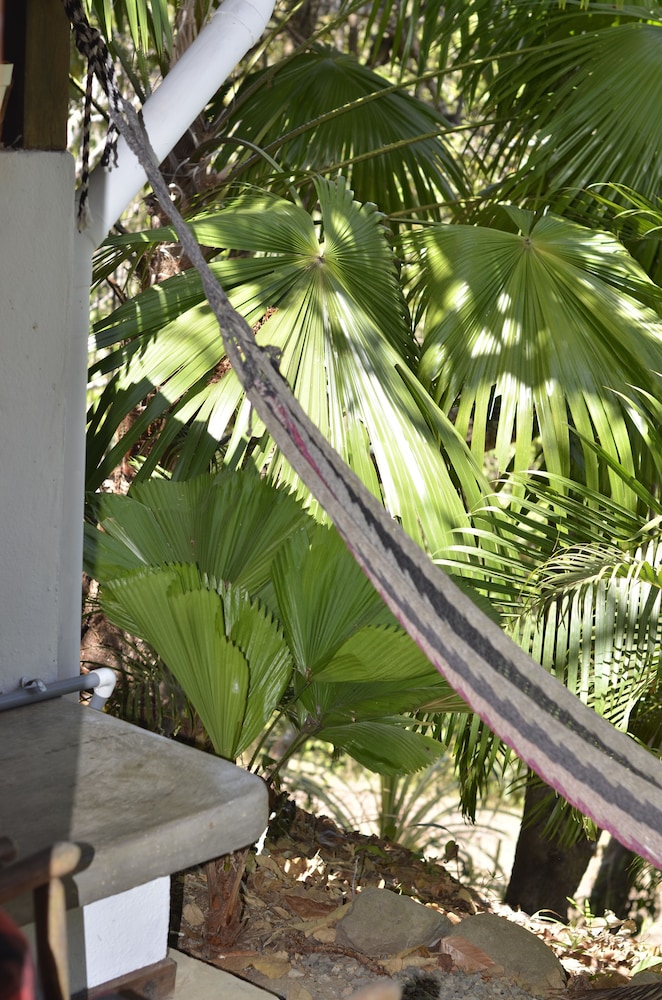 Jungle View Triple photo 2