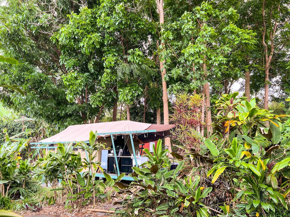 Jungle Canopy photo 1