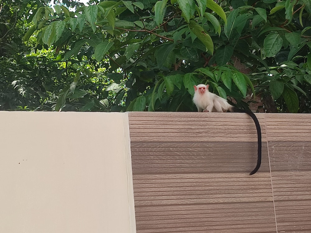 Premium Cabin, 1 Bedroom, Pool View, Poolside photo 2