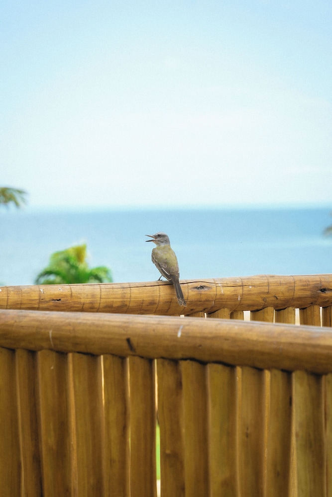 Bungalow, Sea View photo 3