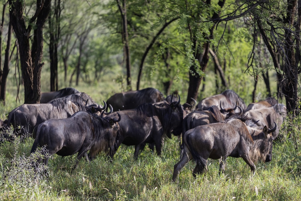 Executive Suite (Safari Experience) - Photo 1