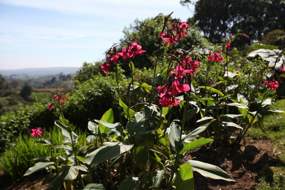 Superior Room, Garden View photo 2