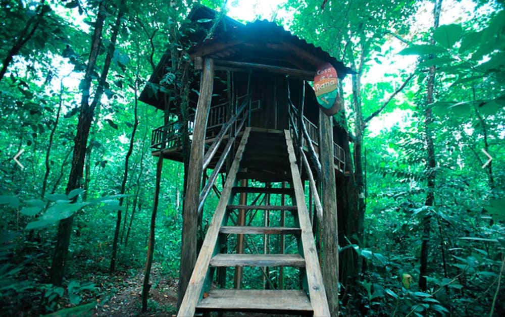 The Frog Tree House photo 3