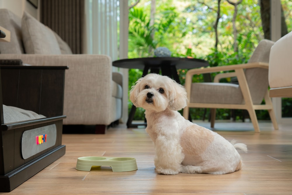 Deluxe Room, 1 King Bed (Pet Friendly) - Photo 8