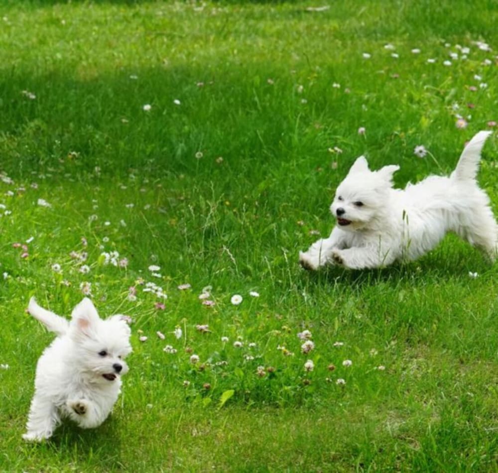 [PET PKG]Family(Standard/Family Twin) - within 2years Rabies & Comprehensive vaccination certificate