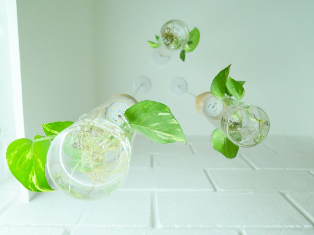 The Botanist Room - Photo 6