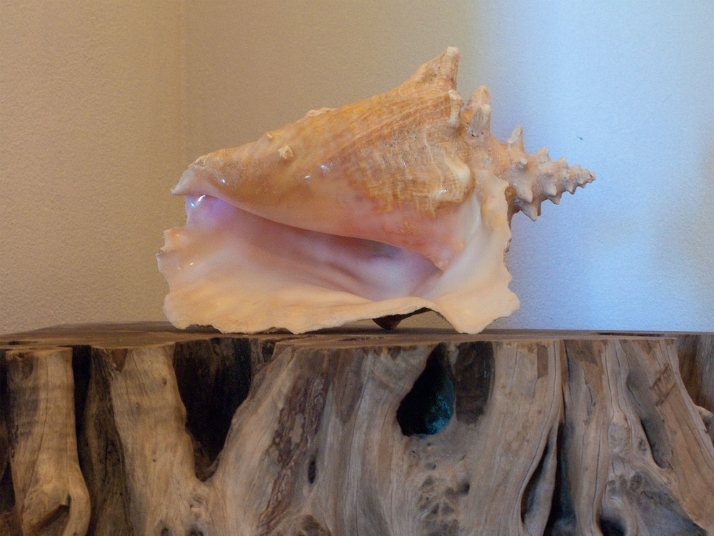 Sea Cotton photo 3