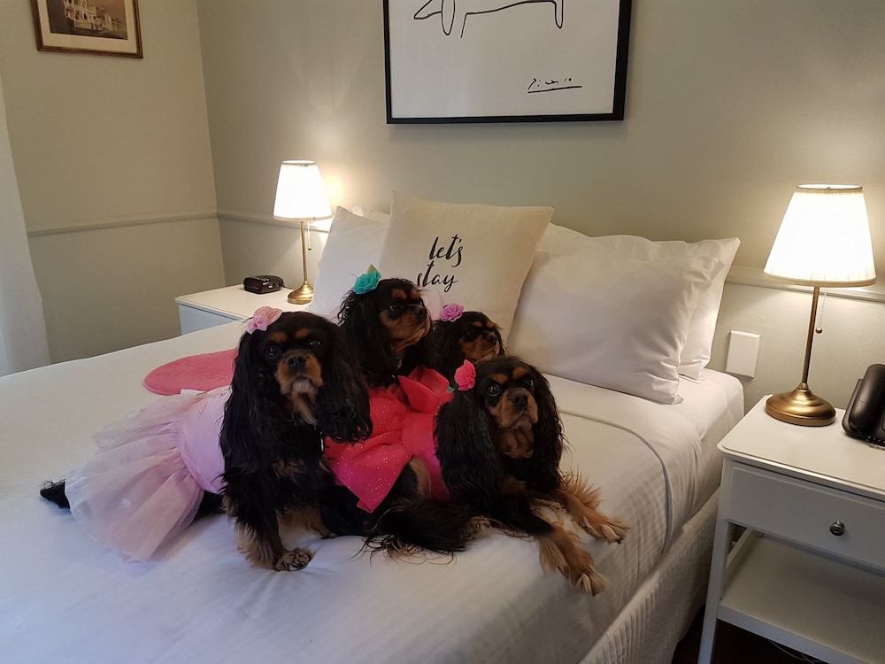 Queen Standard Pet Friendly Courtyard Room