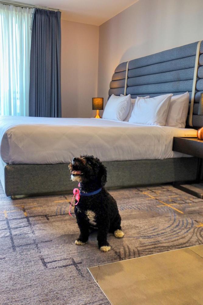 Pet Friendly Deluxe Studio