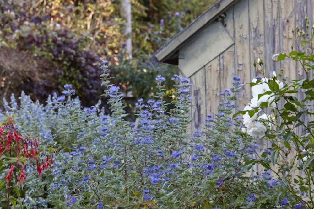 Cottage photo 1