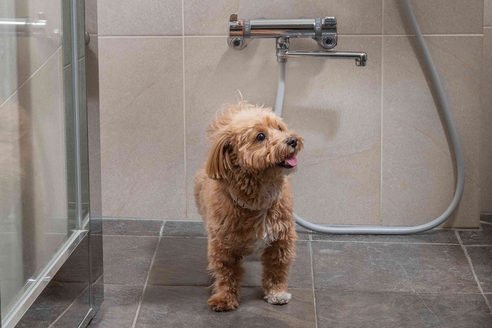 Deluxe Room, 2 Twin Beds (Dog Friendly) - Photo 4