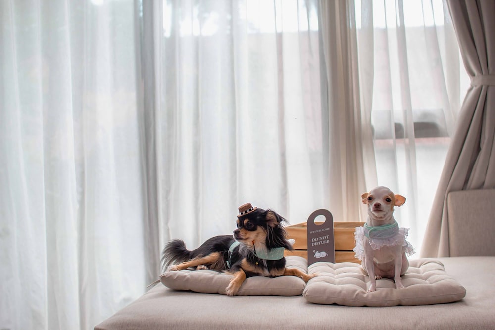 One Bedroom Deluxe Double Pet Friendly (2nd Floor) photo 3