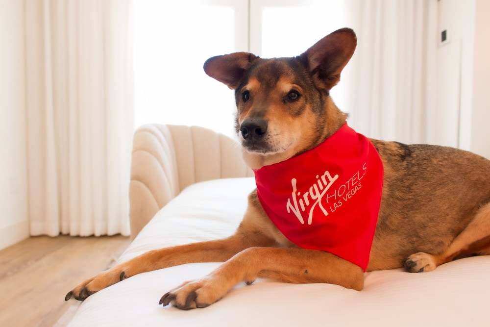 Room, 1 King Bed (strip View, Dog-friendly, Chamber)