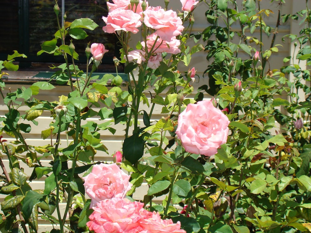 Rose Room photo 3
