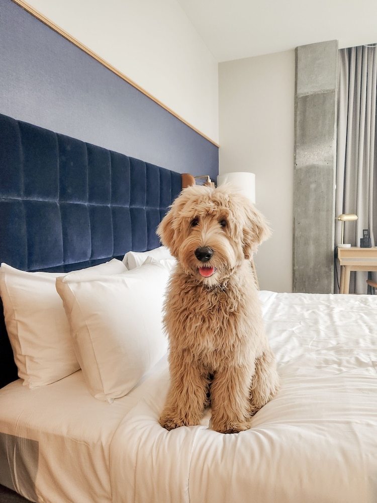 Standard Two Queen Guestroom ADA - Photo 12