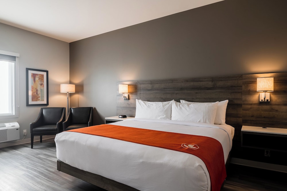 Standard Room, 1 King Bed, Non Smoking (Pet-Friendly) photo 3