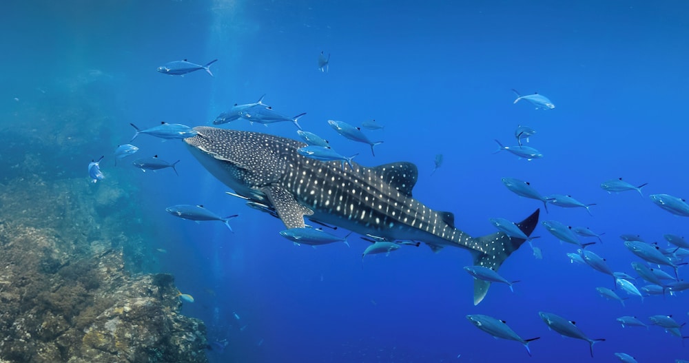 Grand Pool Access+PADI Advanced Open Water Diver