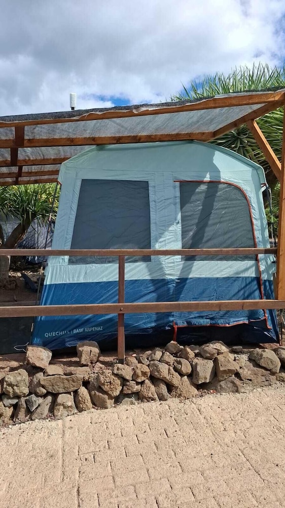 Carpa P13
