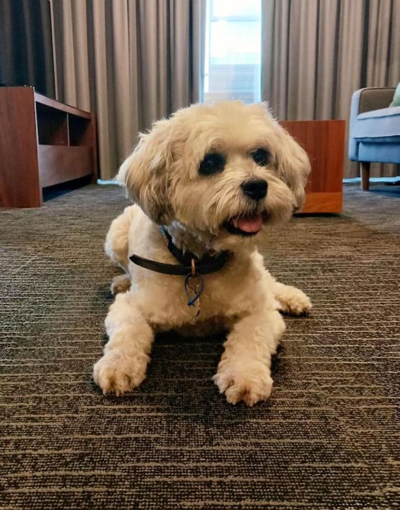 Executive Apartment, 1 Bedroom (Pet Friendly)