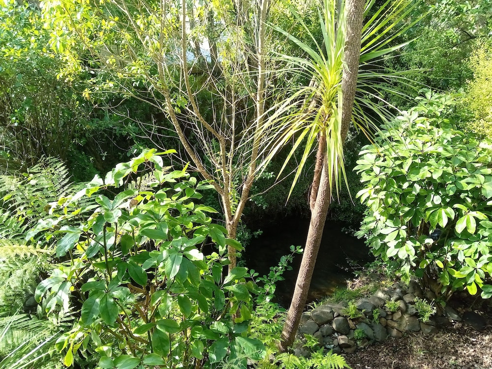 Tree Top View King Studio - Upper Level photo 3