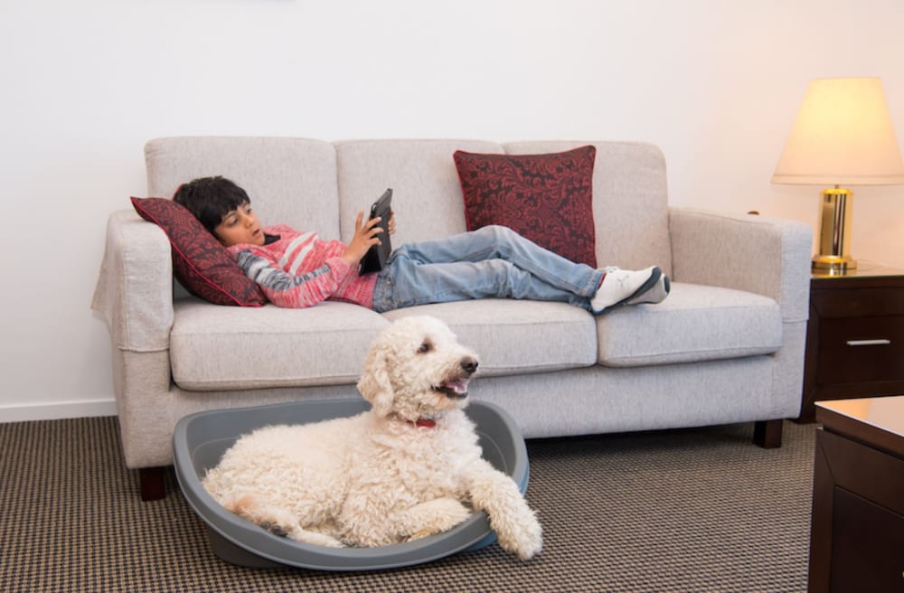 Standard One Bedroom Apartment - Pet Friendly