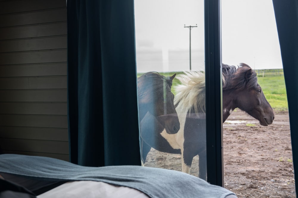 Kristall - Sleeping with the horses photo 3