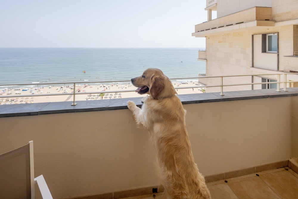 Double Room, Terrace, Sea View, Pet friendly photo 3
