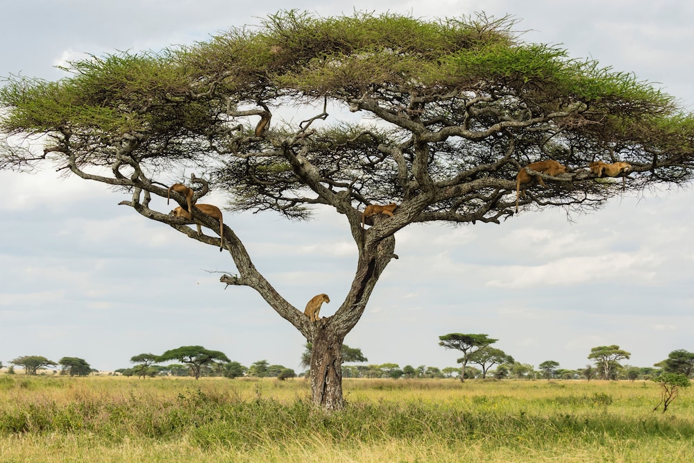 Royal Suite, 2 Bedrooms (Safari Experience)