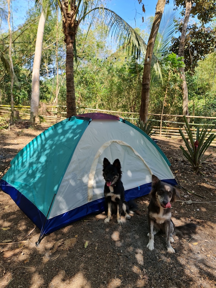 Basic Tent photo 1
