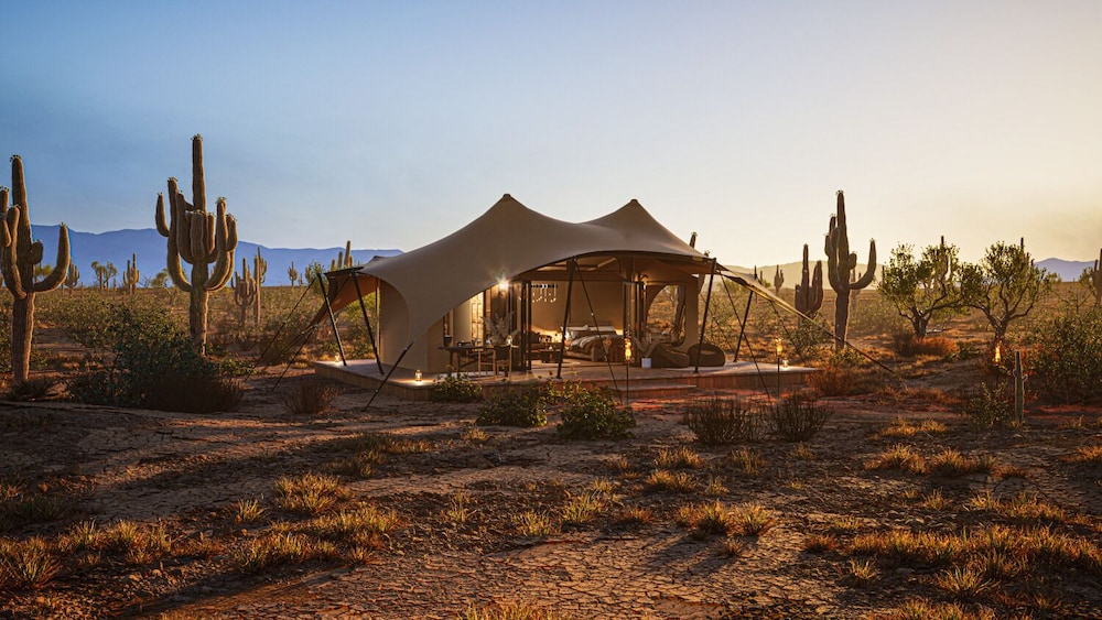 Tent Cholla photo 1
