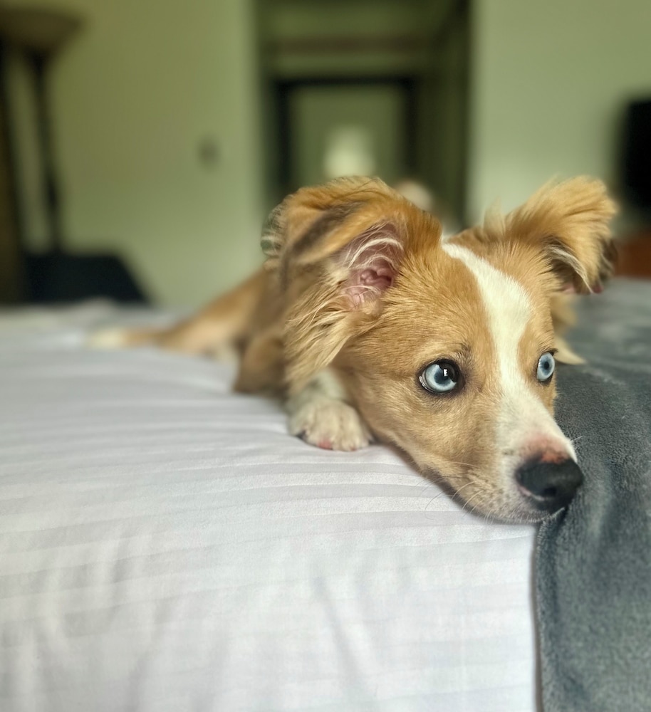 PET FRIENDLY-Standard Double Room, Accessible, Ensuite (Queen-Mountain View) photo 1